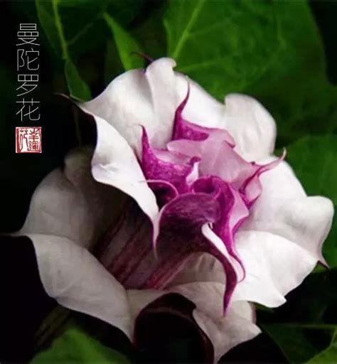 曼陀羅華 曼珠沙華|曼陀羅花，曼陀羅華和曼珠沙華，別再傻傻分不清了！。